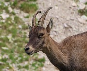 47 In compagnia degli stambecchi